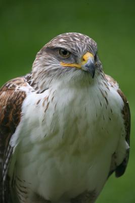 Königsrauhfußbussard à Martina Berg