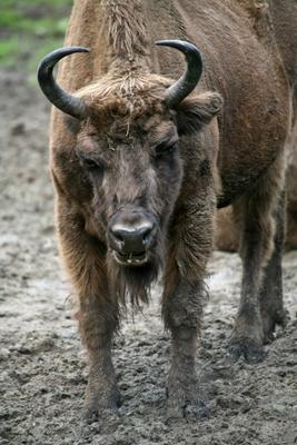 Wisent à Martina Berg