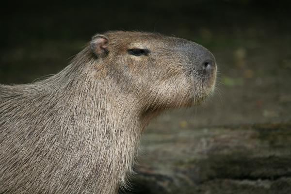 Capybara à Martina Berg