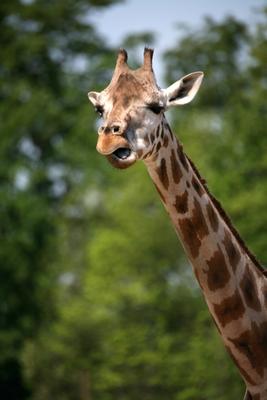 Giraffe à Martina Berg