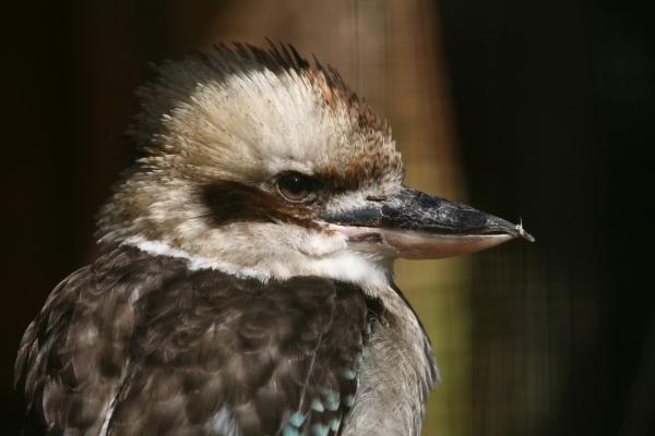 Kookaburra à Martina Berg