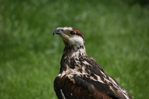 Schreiseeadler à Martina Berg