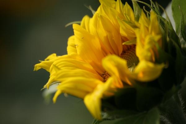 Sonnenblume à Martina Berg