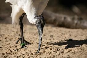 Ibis