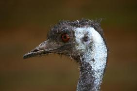 Emu