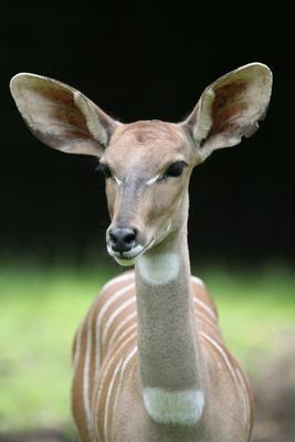 Kleiner Kudu