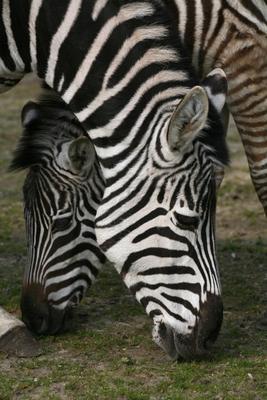 Zebras à Martina Berg