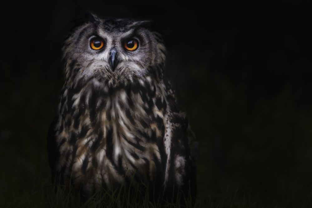 Prince of the Night à Martine Benezech