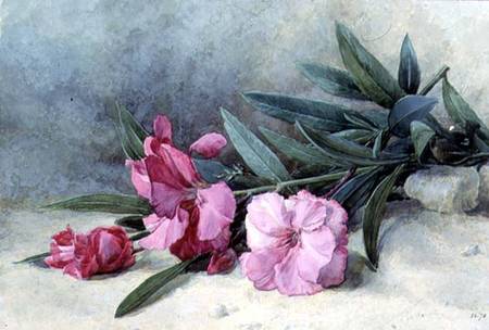 Oleander Blossom à Mary E. Butler