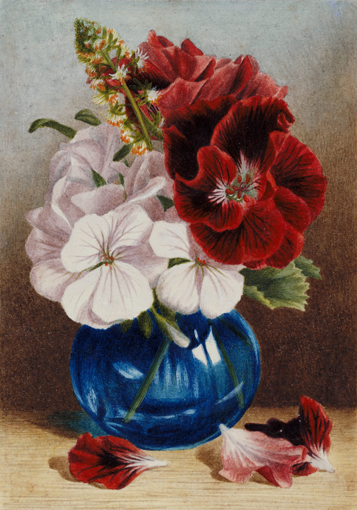 Claret and White Pelargoniums in a Blue Vase à Mary Elizabeth Duffield
