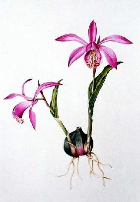 Pleione Tongariro