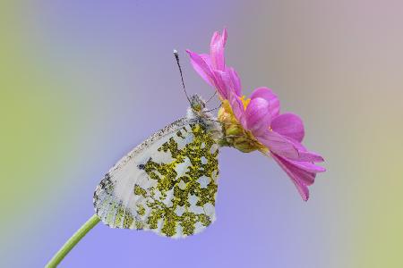 Anthocharis cardamines female