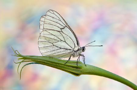 Aporia crataegi