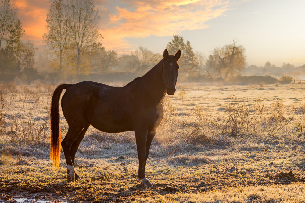 Horse at sunrise à Massimo Chiodini