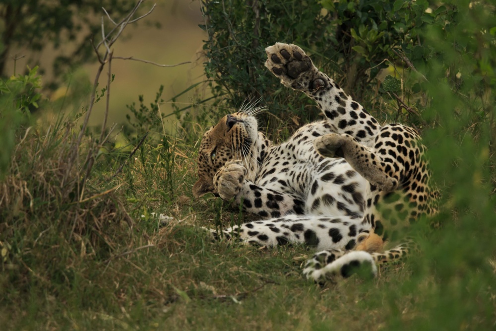A leopard in Mara Triangle à Massimo Mei