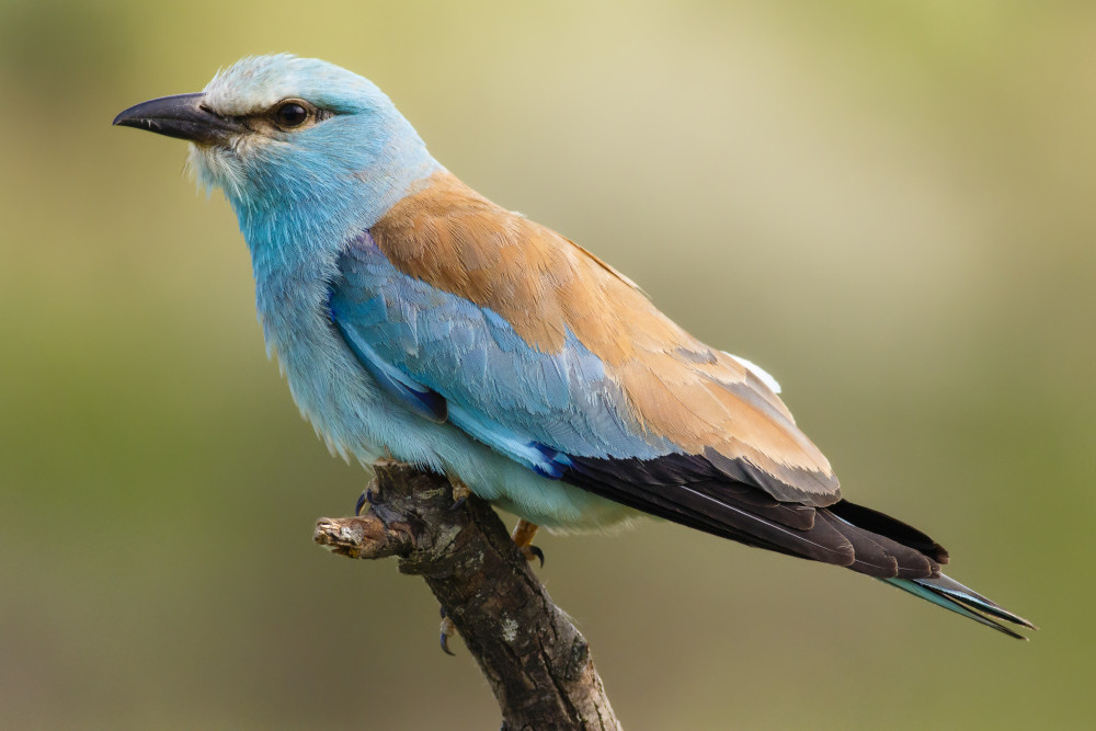 European Roller à Massimo Strumia