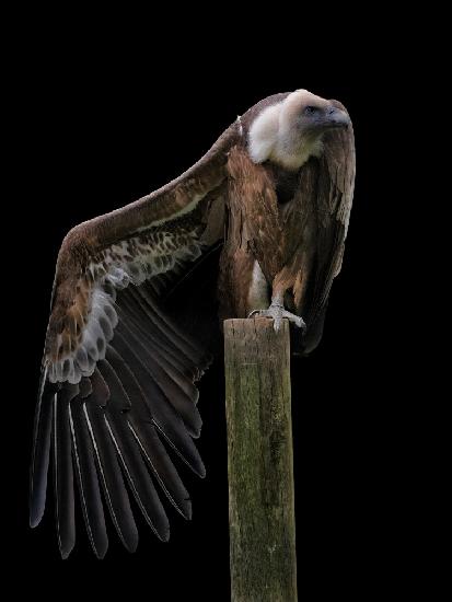 Gyps Fulvus Profil - Griffon Vulture