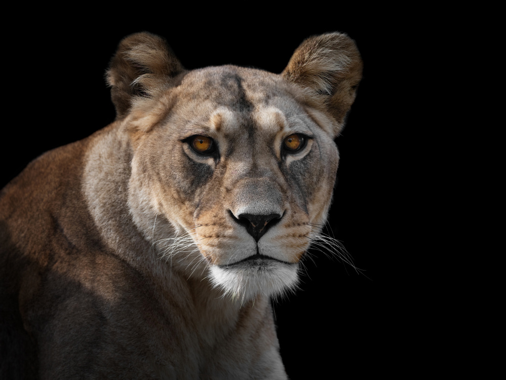 Lioness Portrait à Mathilde Guillemot