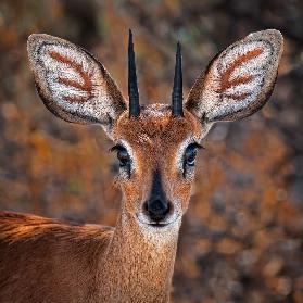 Steenbok, one of the smallest antelope in the world