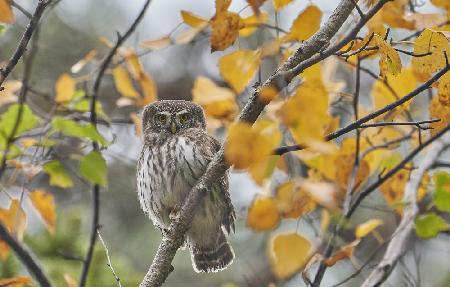 Pygmy Owl