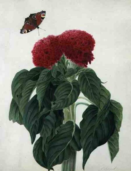Celosia Argentea Cristata and Butterfly (w/c and gouache over pencil on vellum) à Matilda Conyers