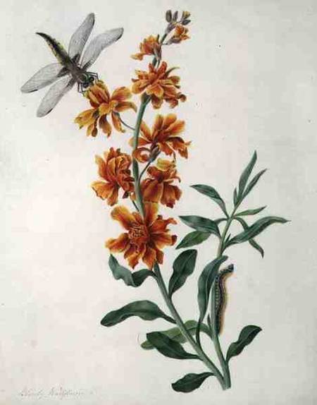 Erysium Cheiri with Dragonfly and Caterpillar (w/c and gouache over pencil on vellum) à Matilda Conyers