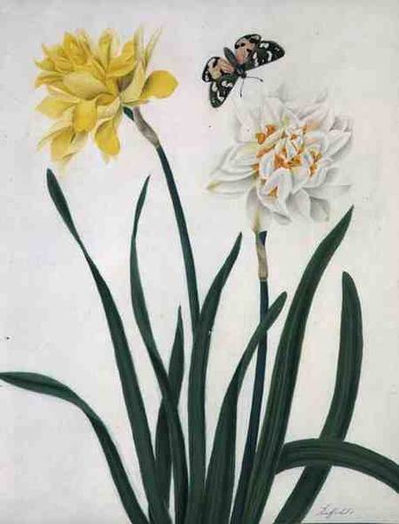 Narcissi and Butterfly (w/c and gouache with gold over pencil on vellum) à Matilda Conyers