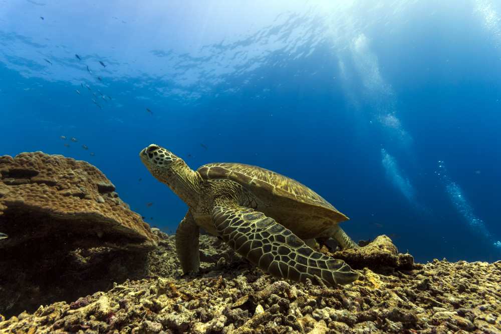 Marine turtle à Mato P.
