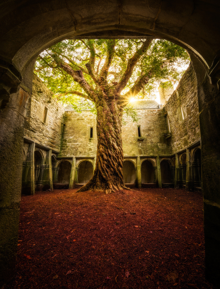 &quot;Muckross Abbey - Tree of Life&quot; à Matt Anderson