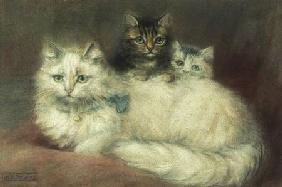 A Persian Cat and her kittens