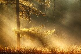 autumn light