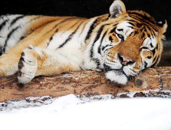 Tiger im Schnee à Maurizio Gambarini