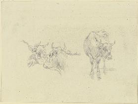 Kuh im Wasser und zwei Kuhköpfe