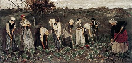Workers on the beet field