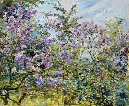 lilas fleurissant