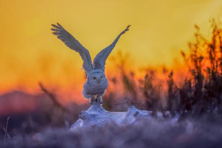 Taking Off at Sunrise