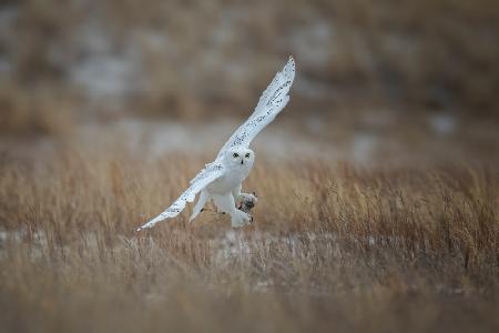 Juvenile Male Snowy Owl