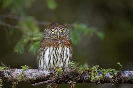 Northern pygmy owl