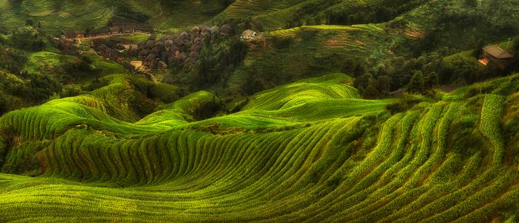 waves of rice - the dragon's backbone à Max Witjes