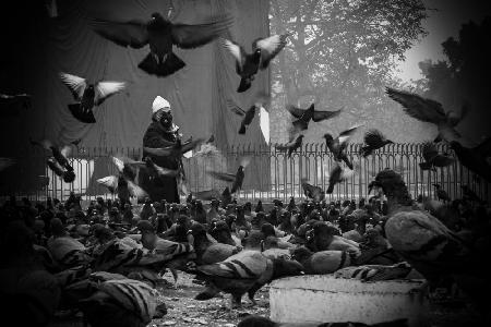 Feeding pigeons on the street, Beautiful street photo