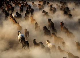 Wild horses