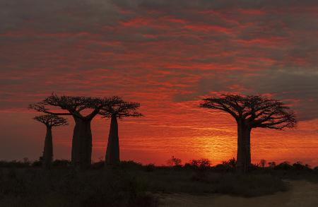 The Baobab Tree under the Morning Glow