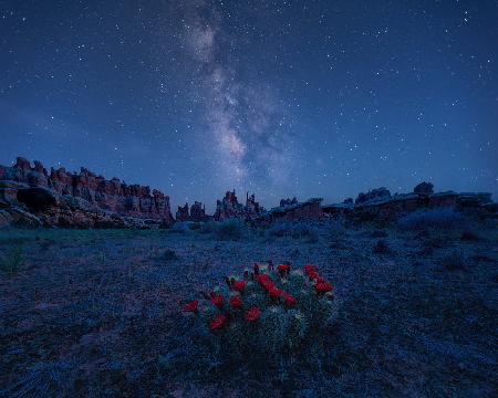 Milky Way over Blooming Cactus in Needles District