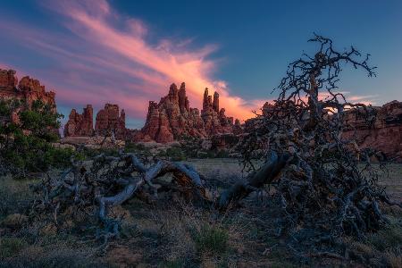 Needles and Old Tree