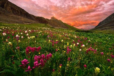 Carpet of Wildflowers