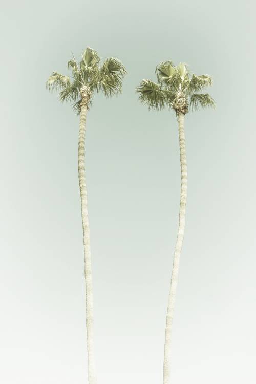 Idylle minimaliste avec palmiers sur la plage | Vintage   à Melanie Viola