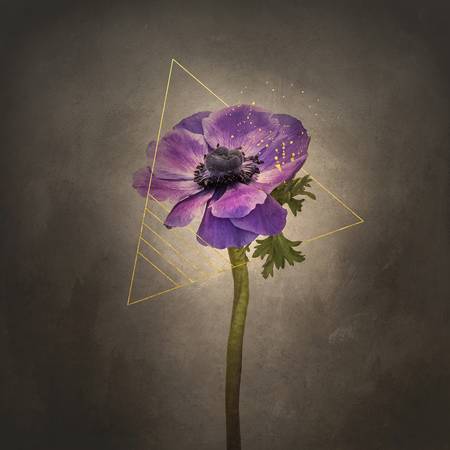 Fleur gracile - anémone couronne | style vintage or 