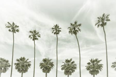 Palmiers à La Jolla, Californie | Vintage 
