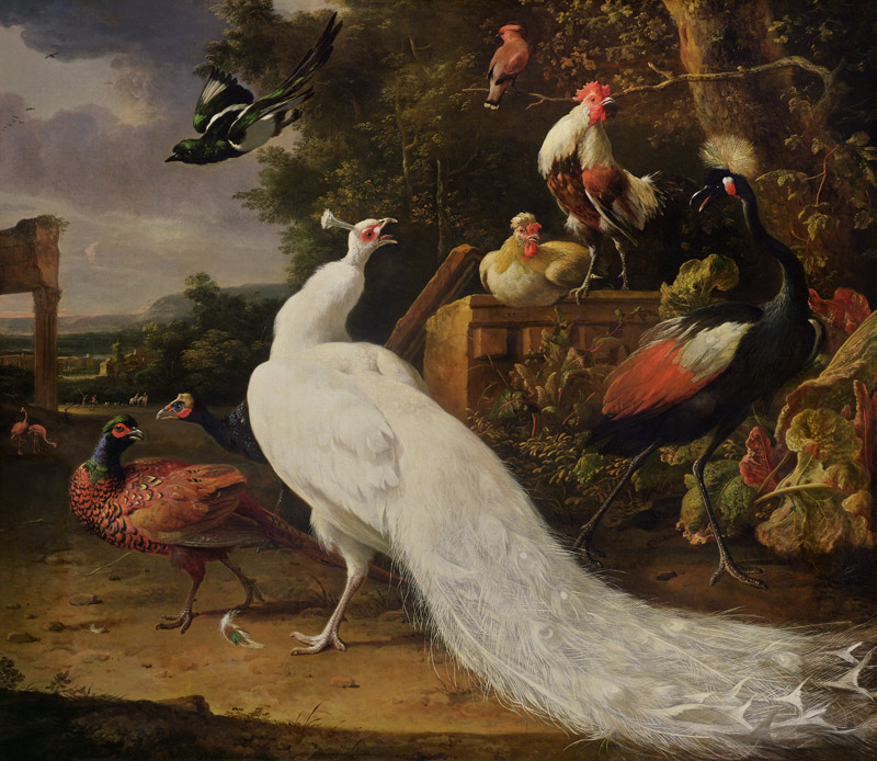 The White Peacock à Melchior de Hondecoeter