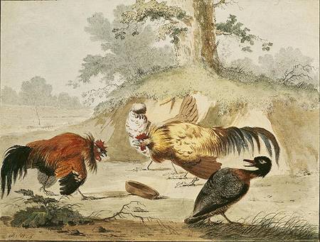 Cocks Fighting à Melchior de Hondecoeter